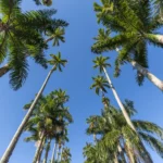 Rua+das+Palmeiras+joinville1