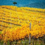 vinicola-serra-do-sol3
